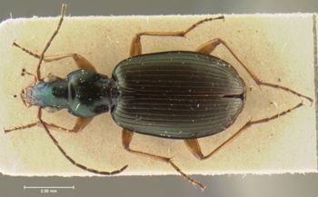 Media type: image;   Entomology 33018 Aspect: habitus dorsal view